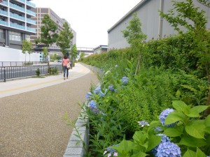 高槻ミューズへ続く道に咲く紫陽花。